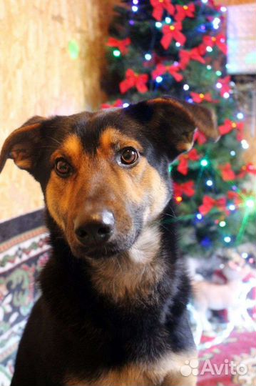 Собака Дружок, овчарка, 1.5 годика от роду