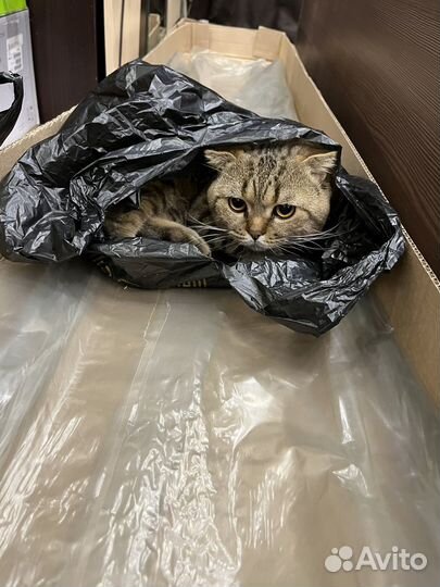Шотландский кот вязка
