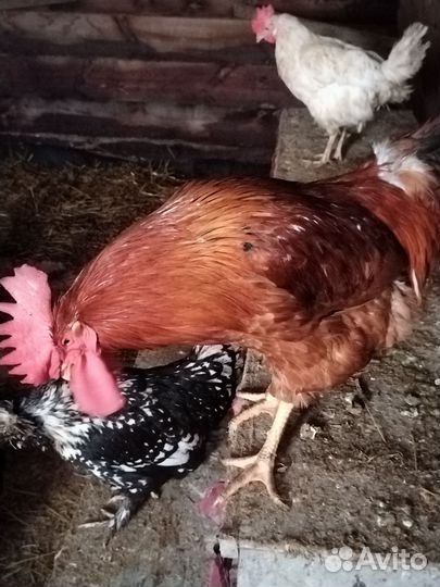 Продаю петушков Кучинских