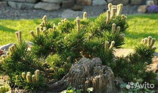Сосна горная якобсен pinus mugo jakobsen
