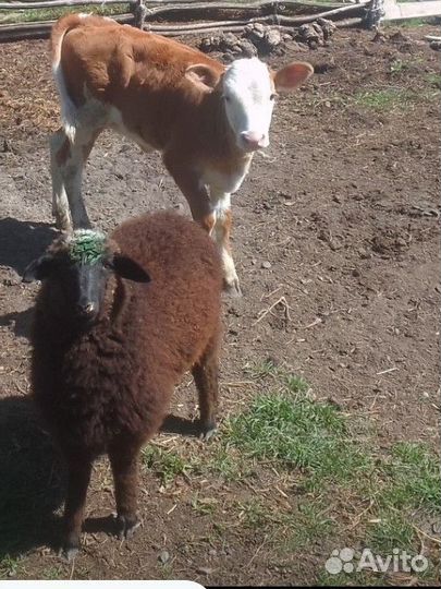 Телёнок и ягнёнок