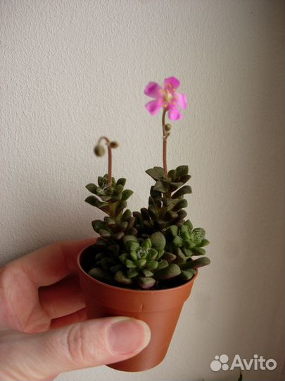 Суккуленты домашние (№1)