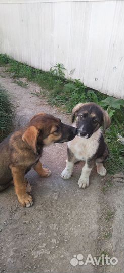 Собака в добрые руки отдам бесплатно