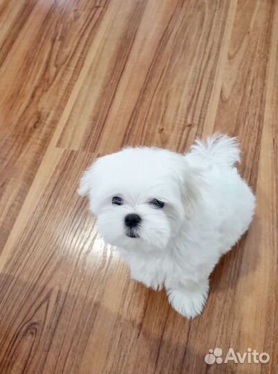 Щенки мальтийской болонки