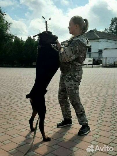 Кинолог. Дрессировка собак Батайск, ро