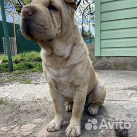 Беременность у собак породы шарпей