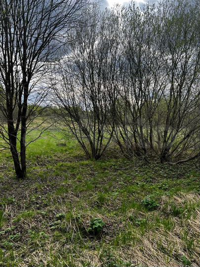 Участок 12 сот. (ИЖС)