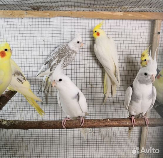 Волнистые и кореллы