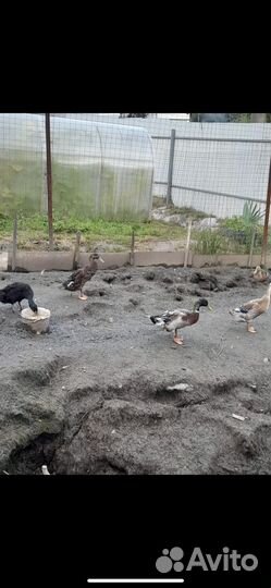 Утки индийский бегунок