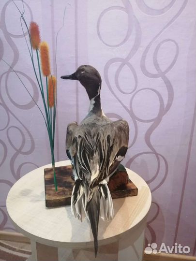 Чучело утки