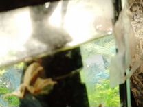 Лягушки с аквариумом 25л