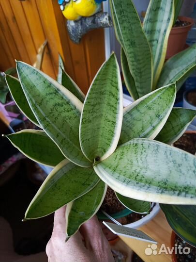 Сансевиерия