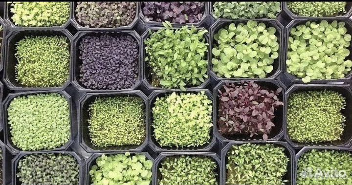 Семена для микрозелени