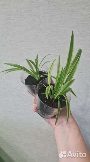 Хлорофитум хохлатый лаксум (вариегатный)