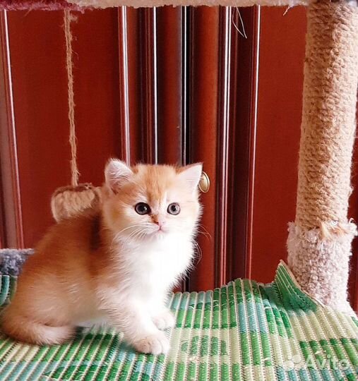 Золотые британские котята