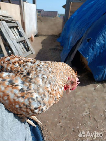 Петух Доминант