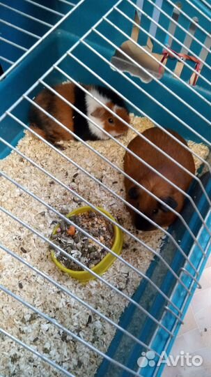 Клетки для морских свинок или кроликов