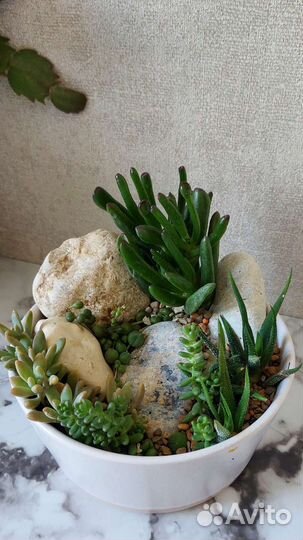 Композиции из суккулентов