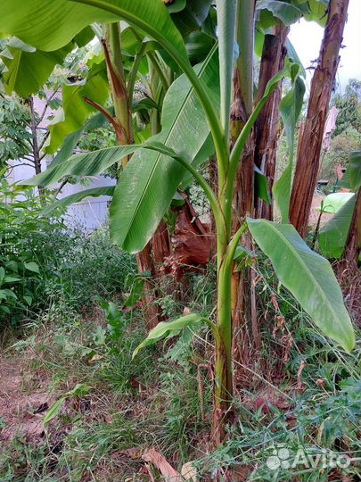 Японский банан