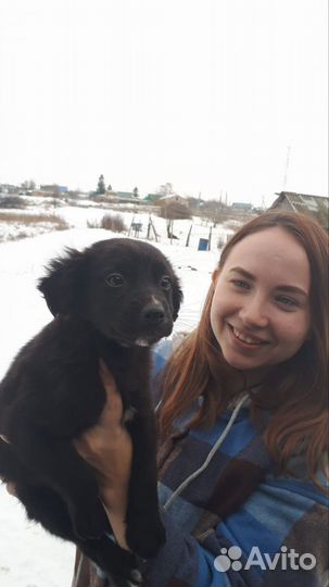 Щенок в добрые руки