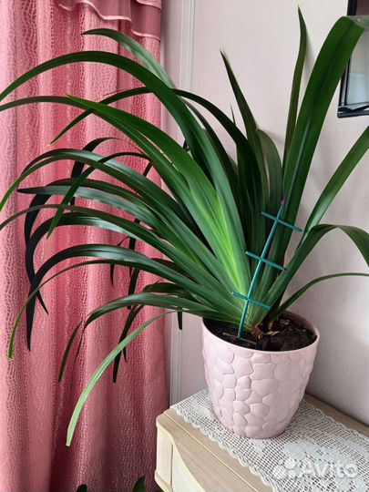 Шагающий ирис