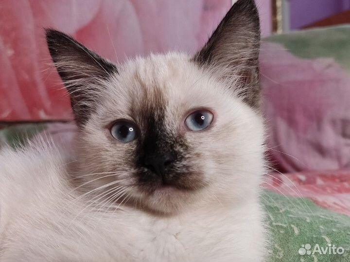 Котенок девочка с голубыми глазами