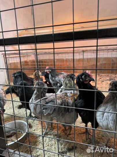 Грюнлегер петух