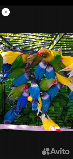 Попугай корелла, неразлучники, ожереловые, монахи