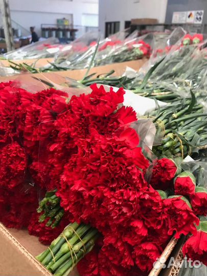 Гвоздика Оптом и в Розницу