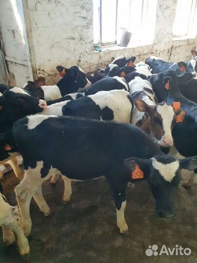 Бычки и телки