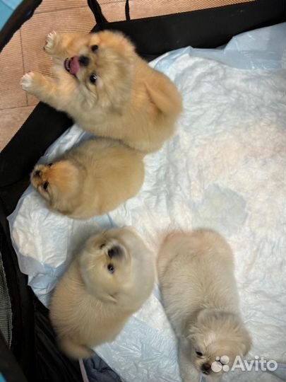 Щенки пекинеса