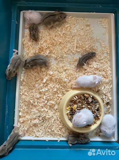 Джунгарский хомяк