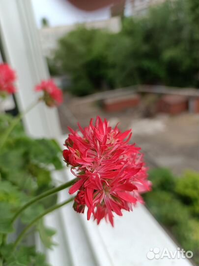 Герань стеллар