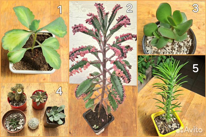 Суккуленты, каланхоэ и толстянка