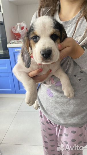 Щенки бигль