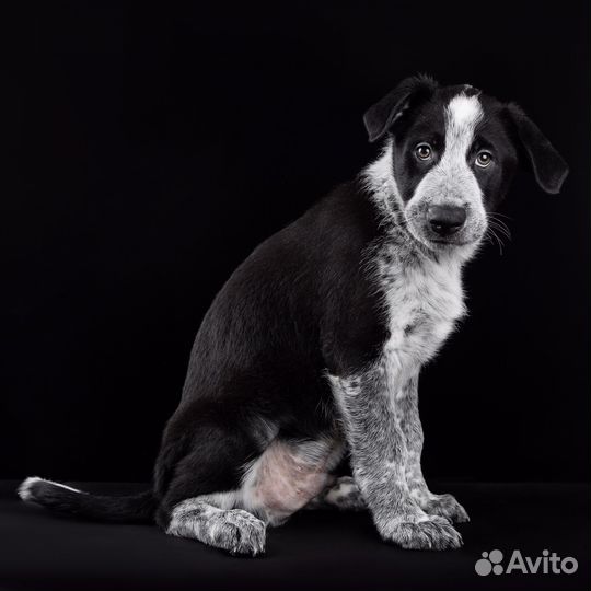 Щенок, мальчик, 2,5 месяца, в добрые руки