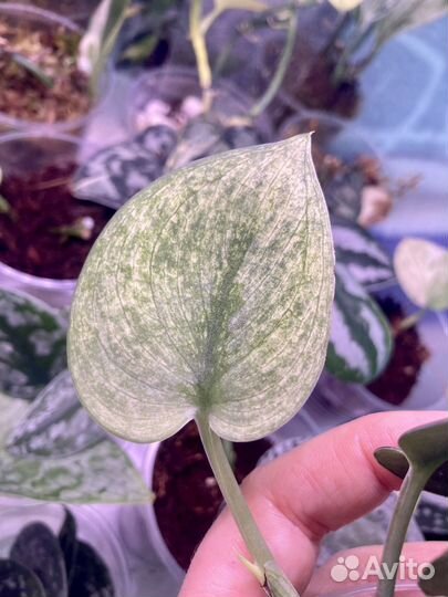 Сциндапсусы