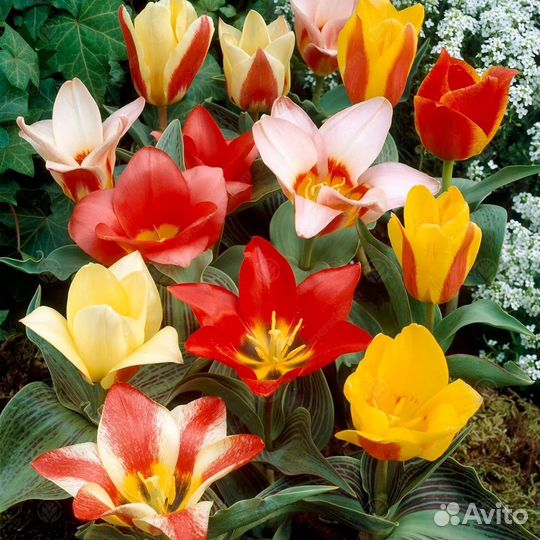 Тюльпаны махровые, попугайные, ботанические