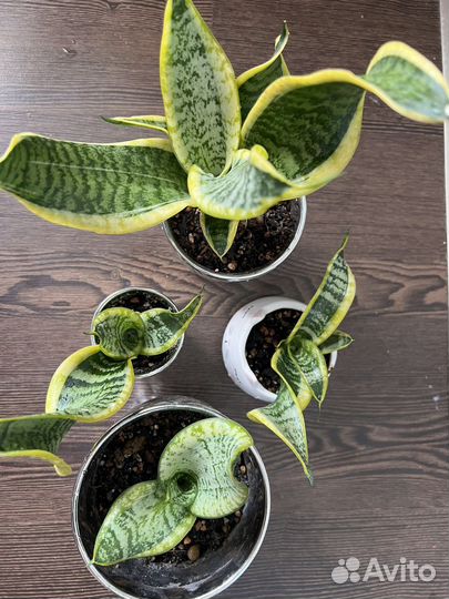 Редкая Сансевиерия систер твистер