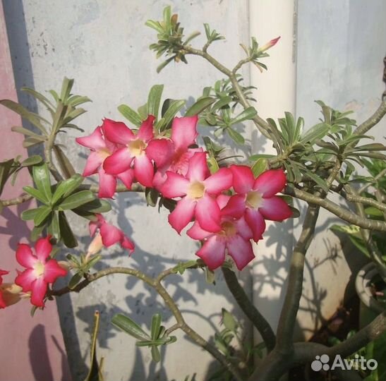 Компактный фотоаппарат sony dsc-w300