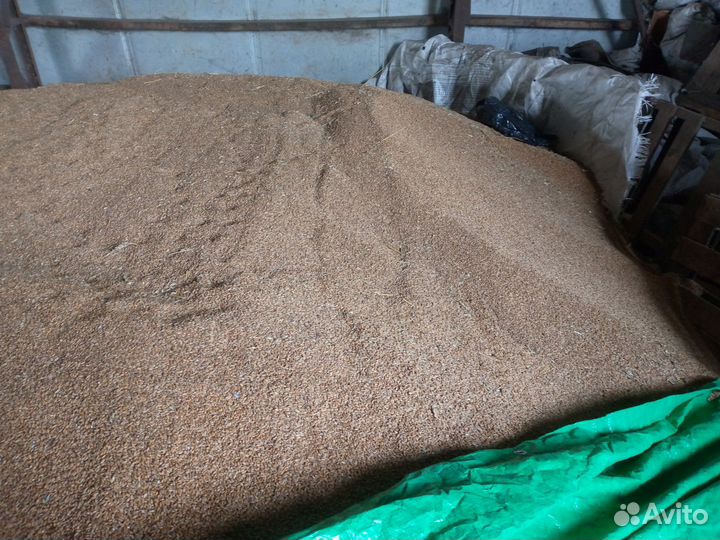 Зерно пшеница,ячмень, овес