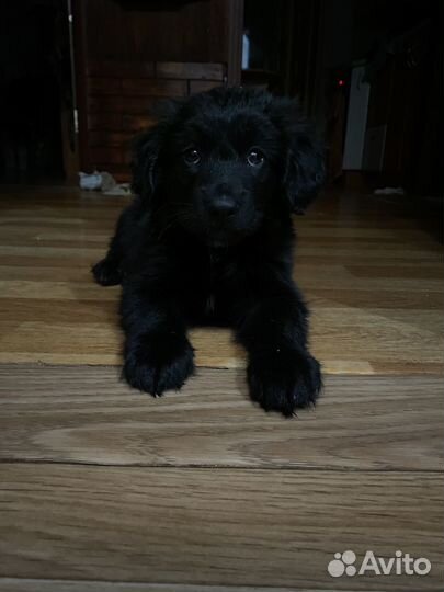 Кутенок мальчик