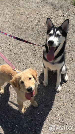 Выгульщик собак