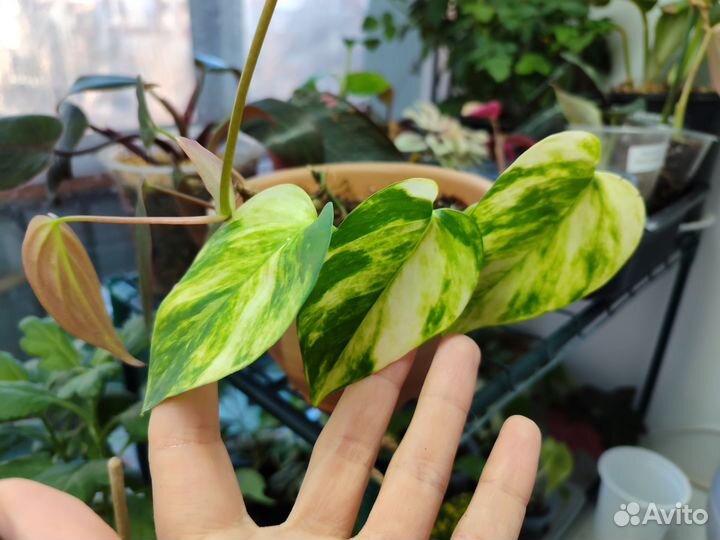 Сциндаптусы разные