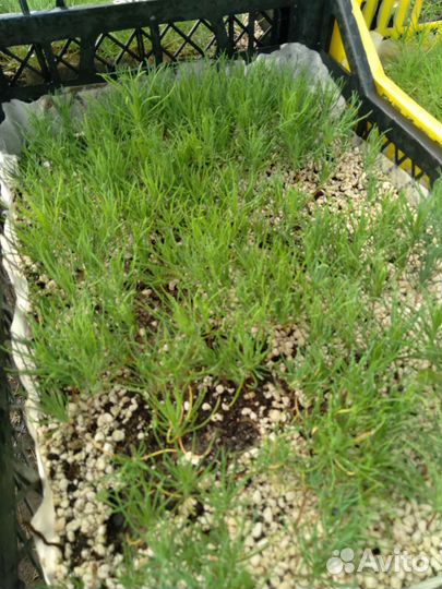 Сеянцы хвойных