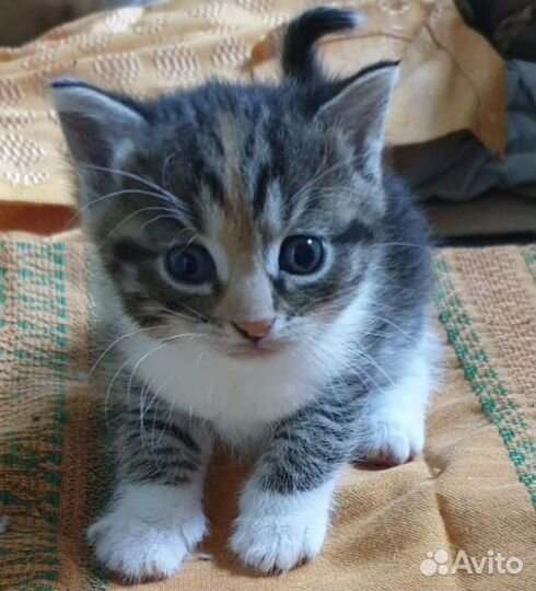 Кошки в добрые руки бесплатно