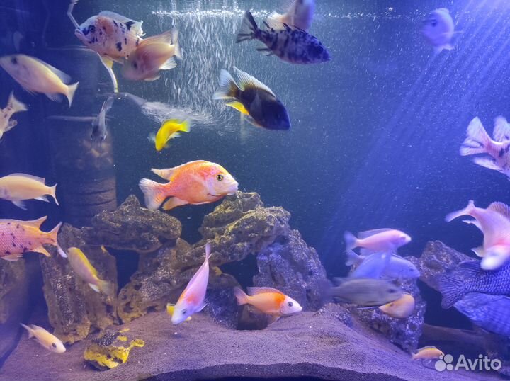 Малавийские цихлиды