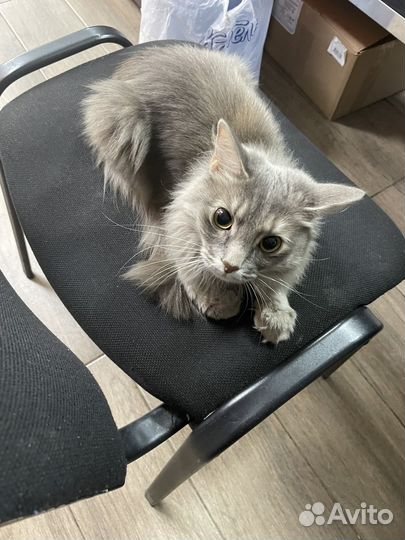 Кошка в дар бесплатно