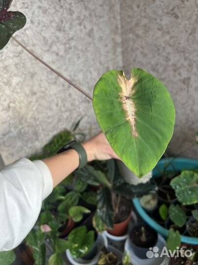 Колоказия Madeira Star новый сорт