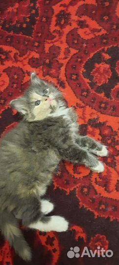 Котята в добрые руки бесплатно